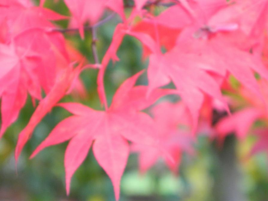 The colour of my dream