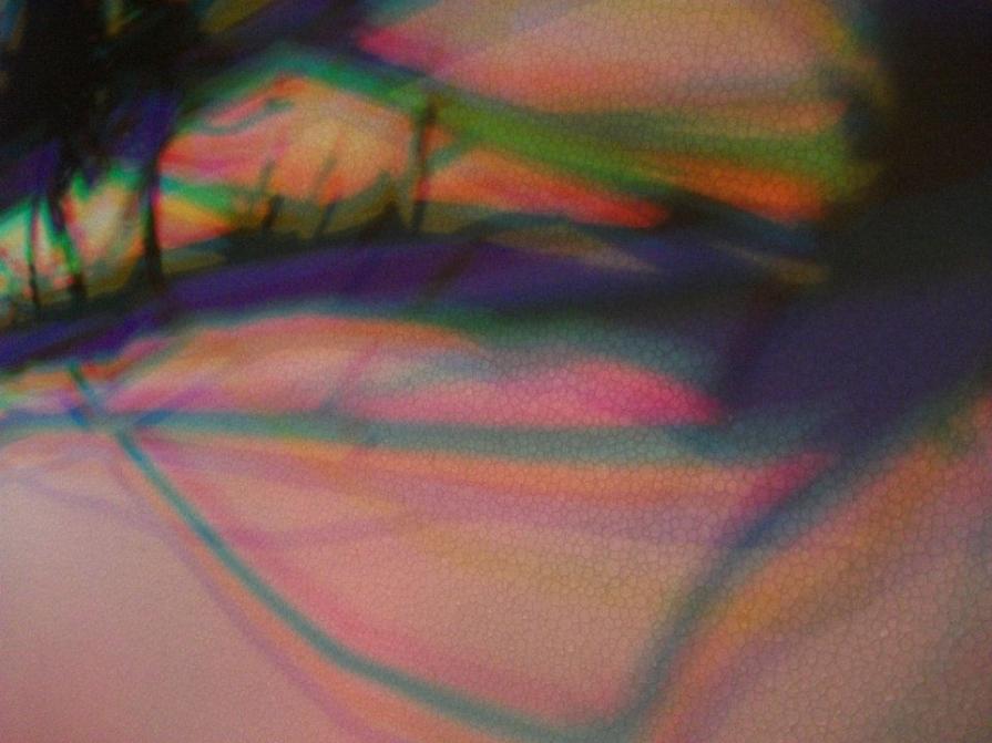 I colori della biodiversità -2015