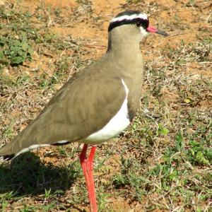 South Africa. Animals