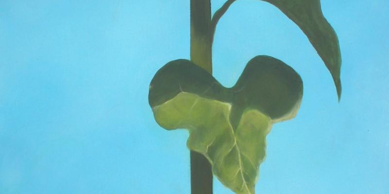 IL FIORE DEL SOLE IL FIORE DEL SOLE