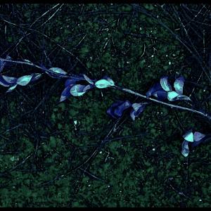 NOW ON - The Final Auction