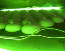 lovely green lovely green