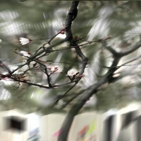 l'albero fuori dal negozio dice.....spring time..