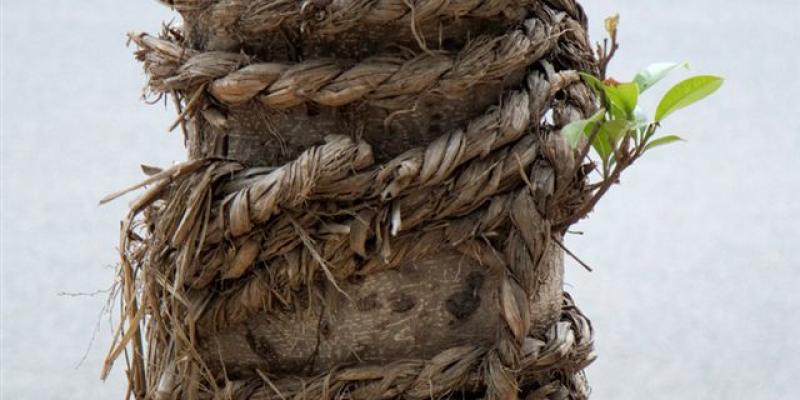 Naturacultura - Il potere modellante della parola