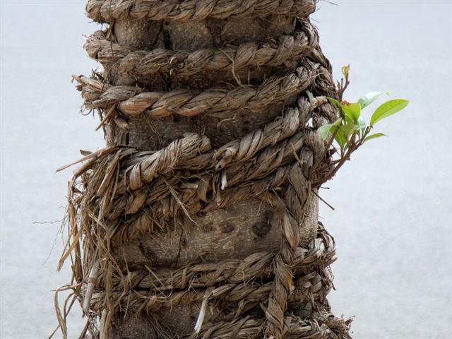 Naturacultura - Il potere modellante della parola