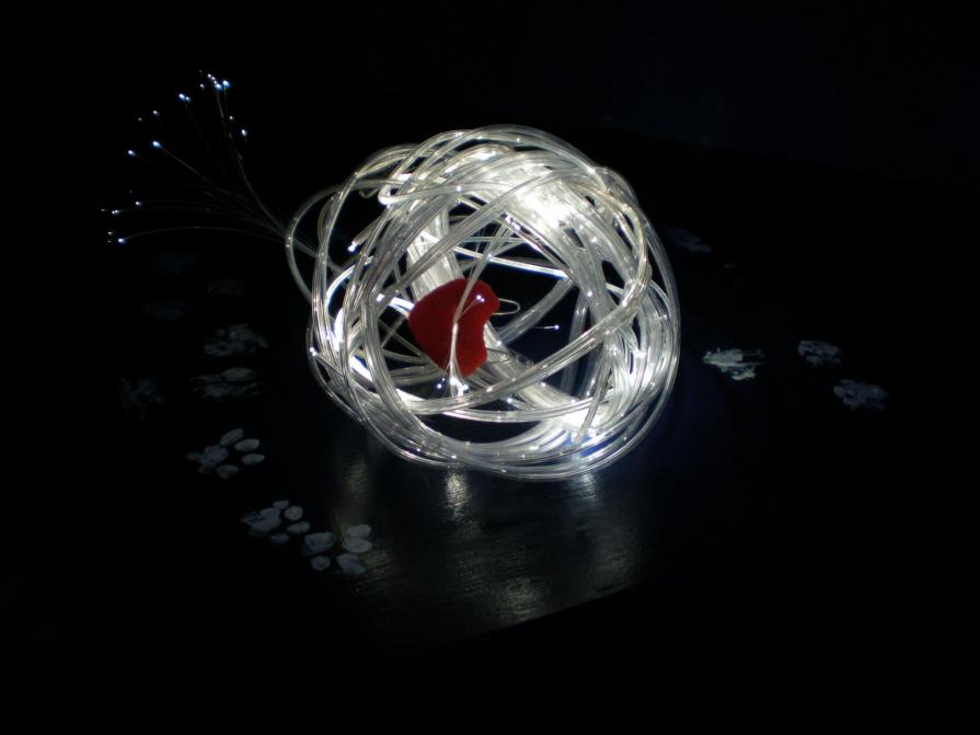 Dove sta il cuore del gatto