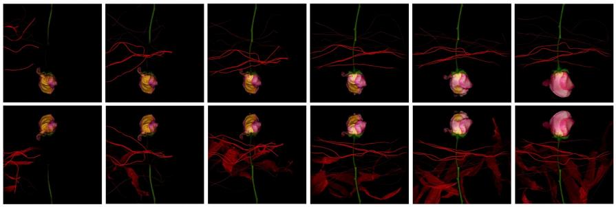 lascia che le tue rose si nutrano di me
