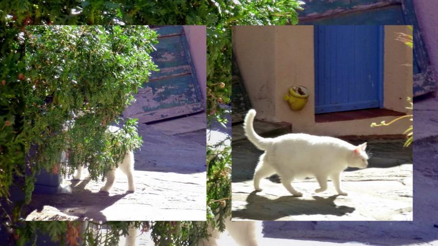 Je sors vite de ma cachette...