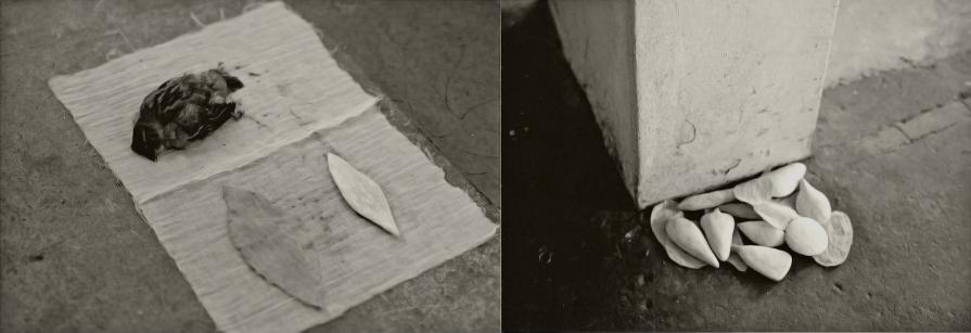 from archetype to alchemy_the bird and leaves from archetype to alchemy_the bird and leaves