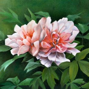 Peonie