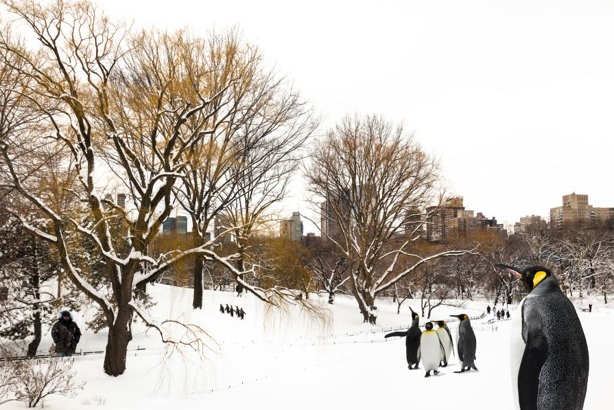 Reigning Over Central Park