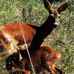 "Cuccioli di capriolo con la madre"