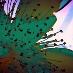 Un Fiorellino per la Giornata Mondiale dell'Ambiente