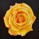 "YELLOW ROSE II"