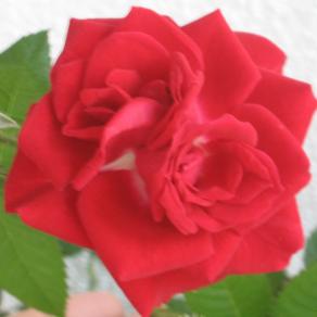 L'eternita dell'amore