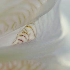 Translucent Interiors One :Magical Iris