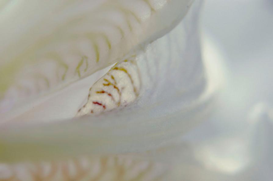 Translucent Interiors One :Magical Iris Translucent Interiors One :Magical Iris