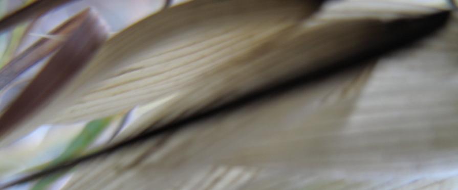 frOm The Opal Valley lefT revelatiOn