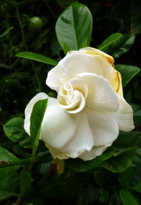 Una gardenia para ti...