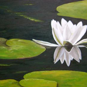 Ninfea bianca