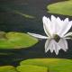 Ninfea bianca