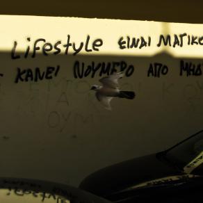 luce ed ombra sulla colomba