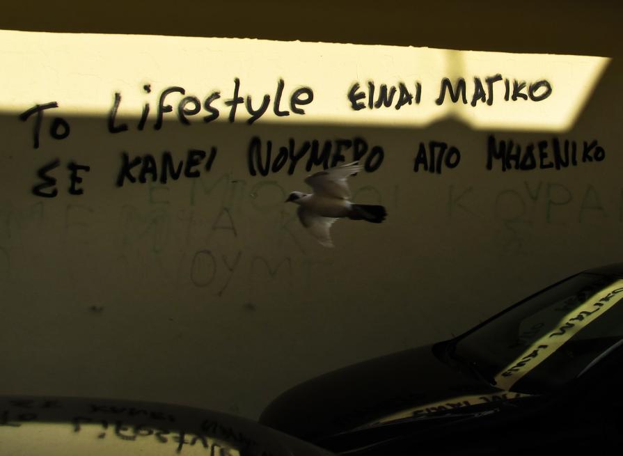 luce ed ombra sulla colomba