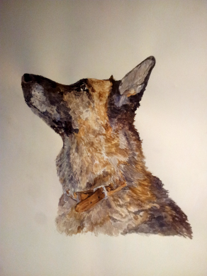 Fizz, German Shepherd Dog