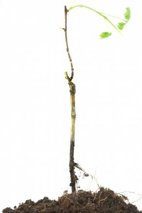 Vitis Vinifera Vs Phylloxera Vastatrix#01