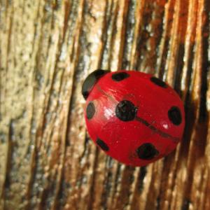 I SAGGI DELLA TERRA I SAGGI DELLA TERRA