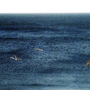 Italy. Calabria. Sea view