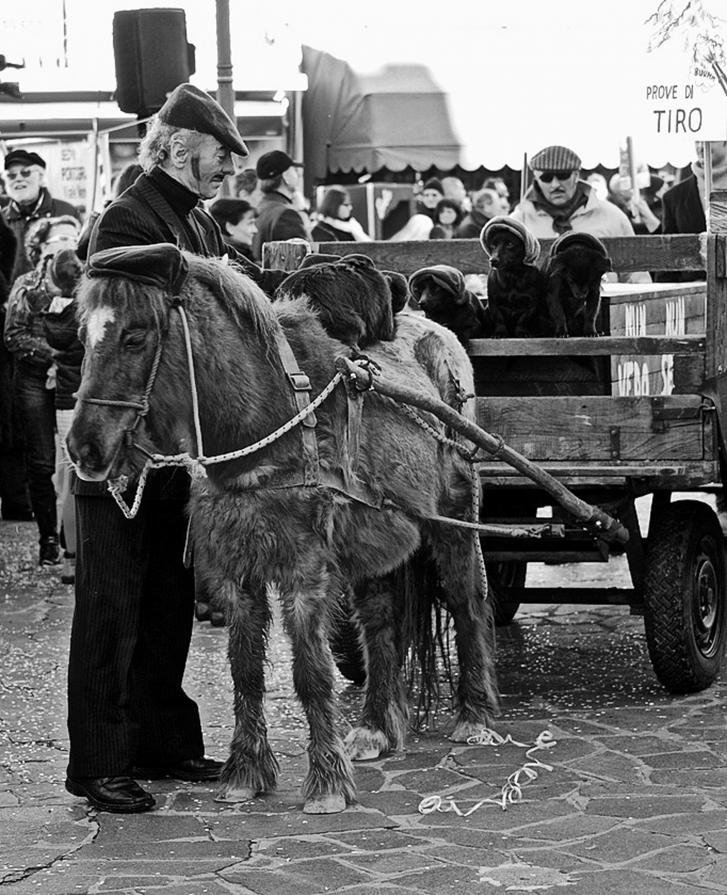 Il cavallino e i suoi amici