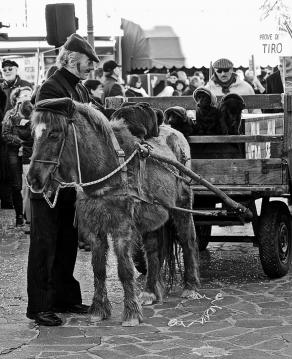 Il cavallino e i suoi amici