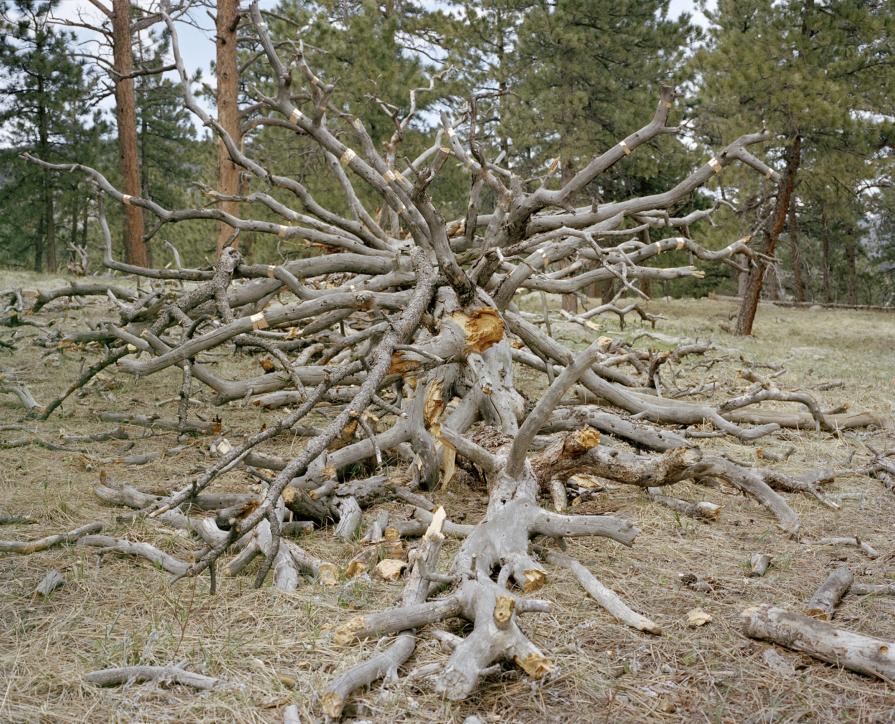 ALong Silent Paths ALong Silent Paths