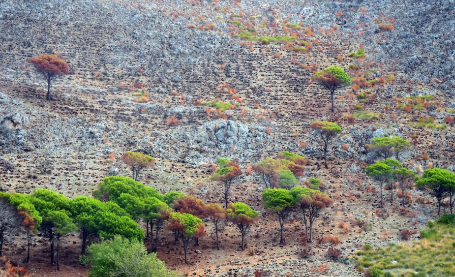 Purificazione o distruzione ?