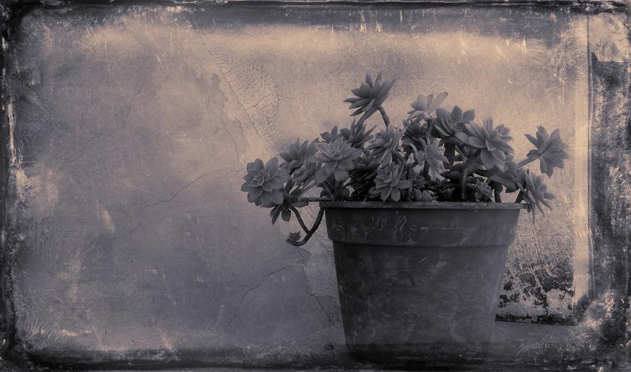 My Zoo - Sedum Palmeri