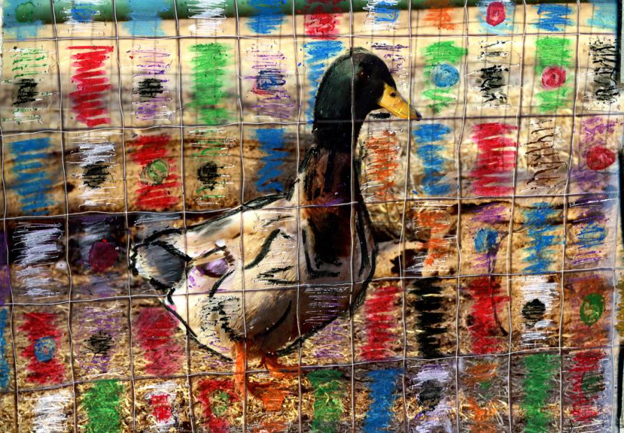 alla curva i Bonomo il trittico del oca