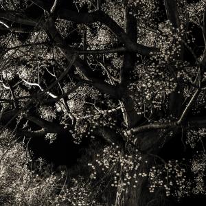 Chinoiserie. Chinoiserie.