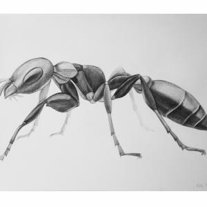 ant / worker ant / worker