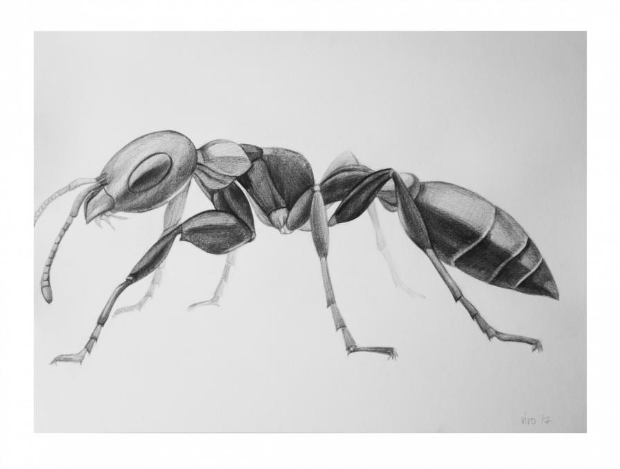 ant / worker