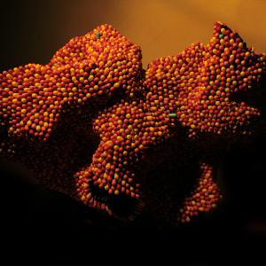 MOO Art Gallery - NOUMEDA CARBONE BITTER PILLS MOO Art Gallery - NOUMEDA CARBONE BITTER PILLS