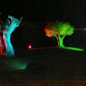 ALBERI , SOLO ALBERI , AMATI ALBERI .