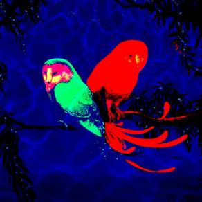 ...PORTAMI FORTUNA !!!...