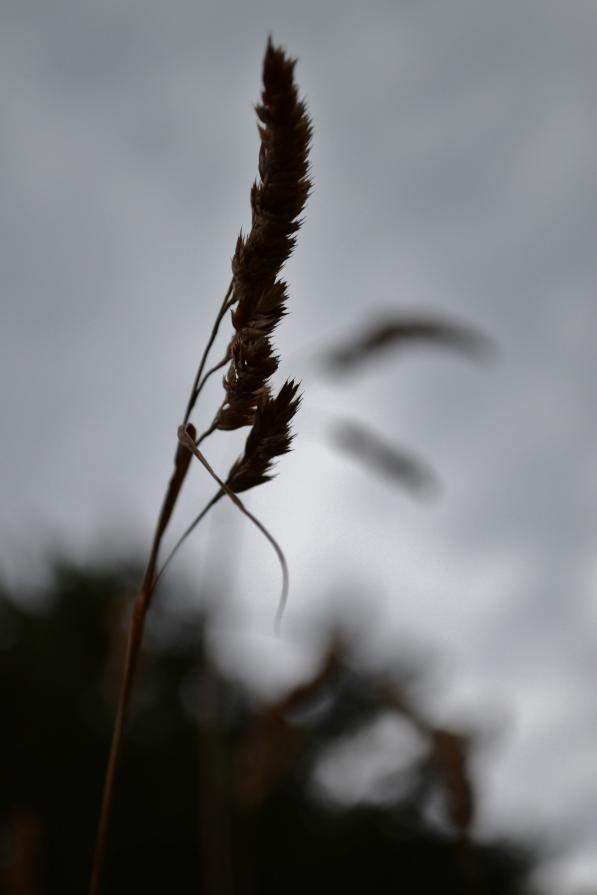 Still Standing Still Standing