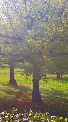 gli Alberi i nostri veri amici