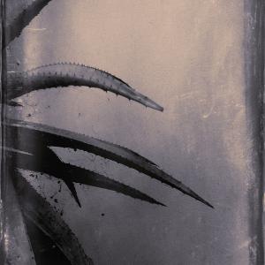 My Zoo - Aloe Arborescens