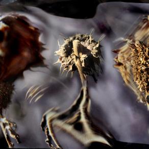 zittiiiiii,non alzate la voce,siete morti sfioriti zittiiiiiiiiiii.