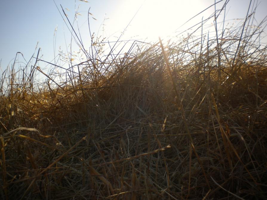 Alston Park, July 2010