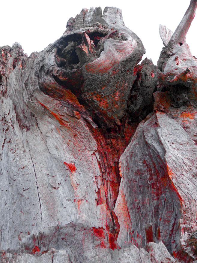 Animalbero 1 Animalbero 1