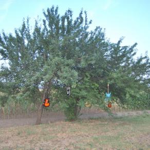 Il vento suona gli alberi